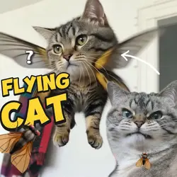 CATFLY