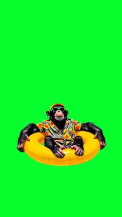 vacation monkey