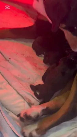 Puppy’s 🥰
