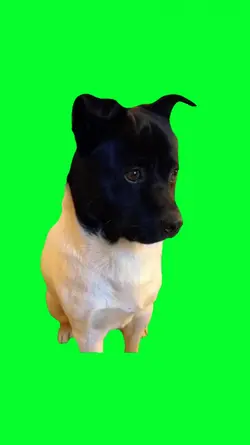 black and white dog