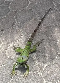 IGUANA 