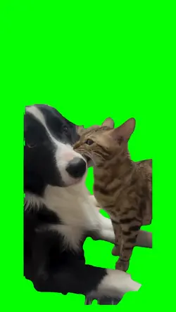 Funny cat & dog meme