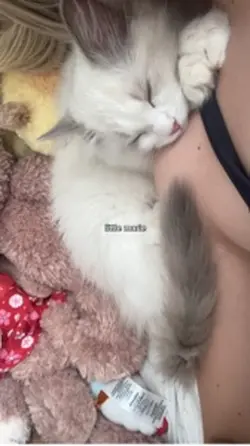 little andy