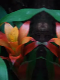 Exotic Flower