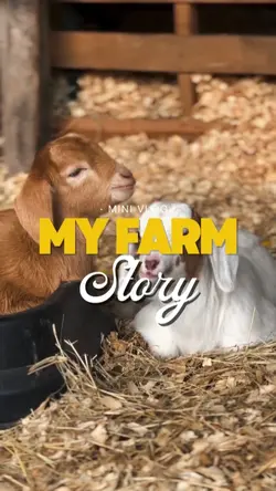 my farm story