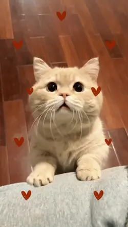 2 cute cat videos