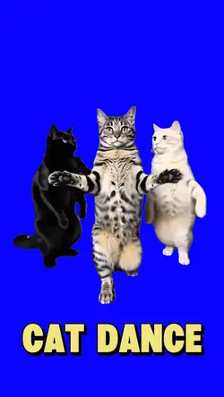 CAT DANCE