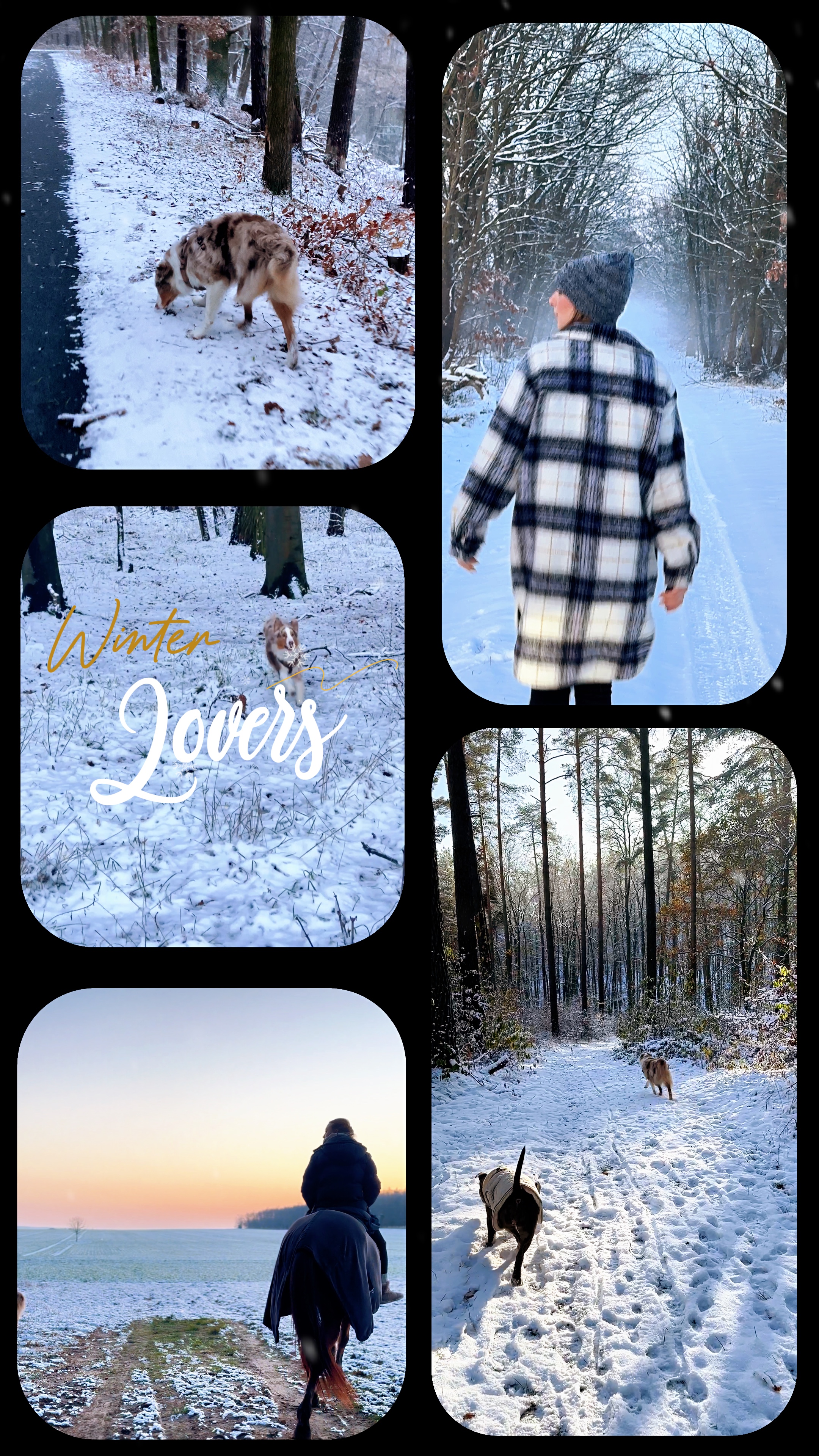 Snow Globe Free Pippit