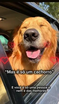 Só um cachorro
