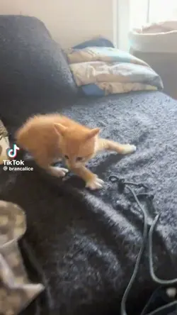 kitty 