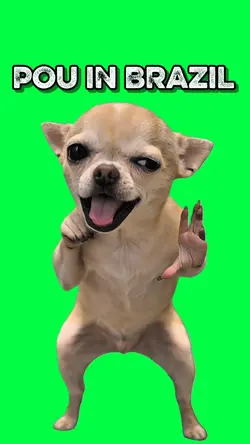 POU IN BRAZIL DOG