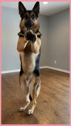 Dancing Dog