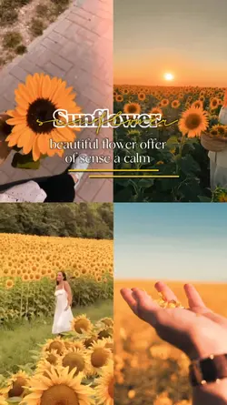sunflower