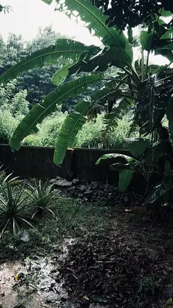 rain