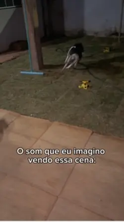 Pet com risada de bb