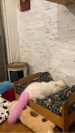 Vlog kucing