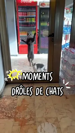 Funny Cat Moments