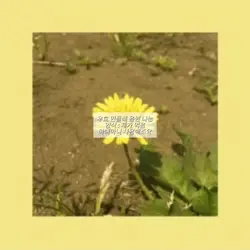 민들레 음원 나눔