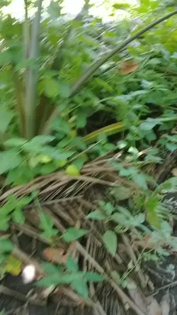 ligbos