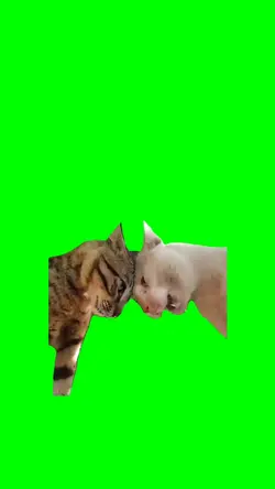 TWO CATS ARGUING