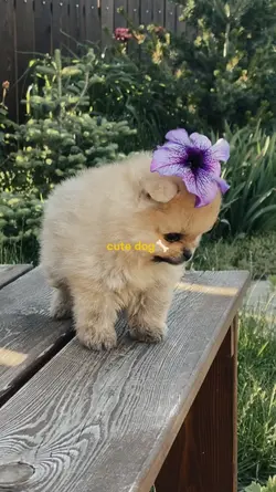 cute dog