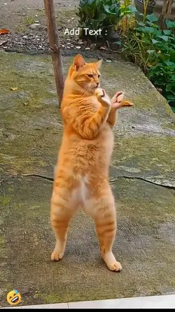 Funny Cat