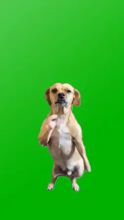FUNNY DOGGY DANCE