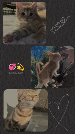 Cute Cat Template 
