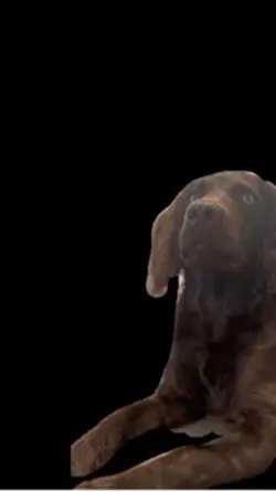 Boykin Spaniel 