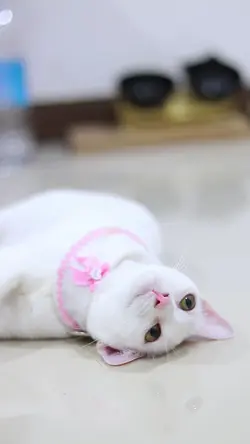 จังหวะเพลง