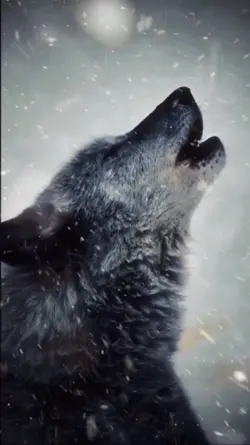 WOLF IN THE WILDS