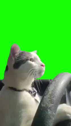 DRIVING CAT MEME 