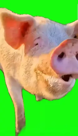 Schwein 