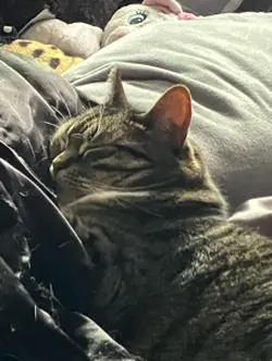 Lazy sorry