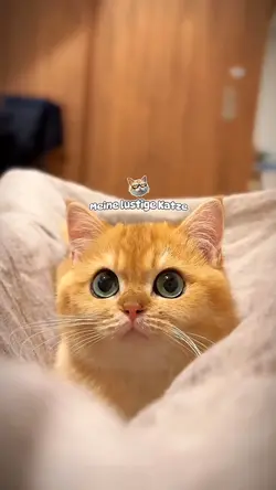 Meine lustige Katze
