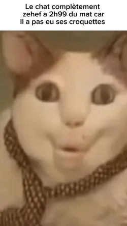LE CHAT ZEHEF