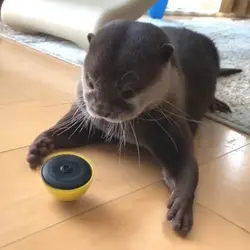 Otter <3