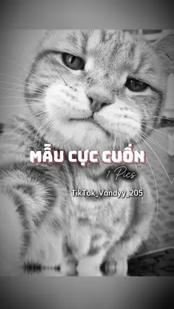 MẪU CỰC CUỐN 