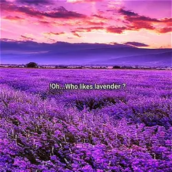 lavender 