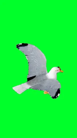 Gmod seagull