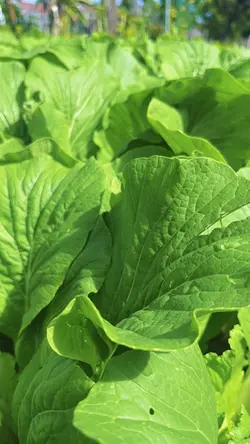 Gardening Vlog