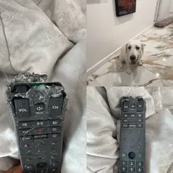 Dog comedy 