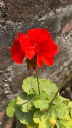 Flower lover