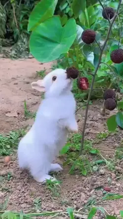 rabbit moment videos