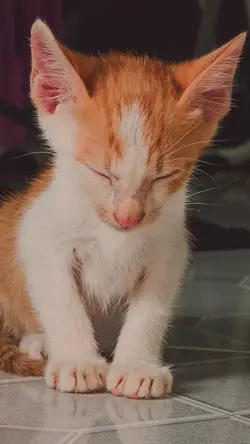 Thức 3h sáng mới ngủ