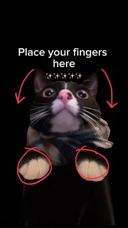 Funny cat meme