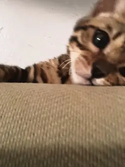 eek.