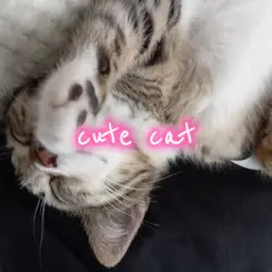 CUTE CAT TEMPLATE