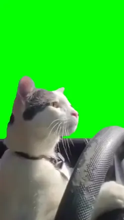 Cat driving the car