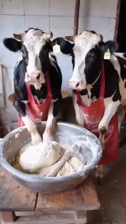 kocak ngakak